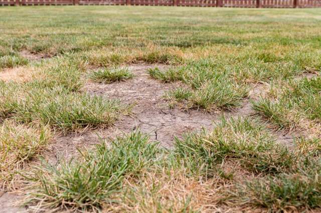 A patch of dead grass.