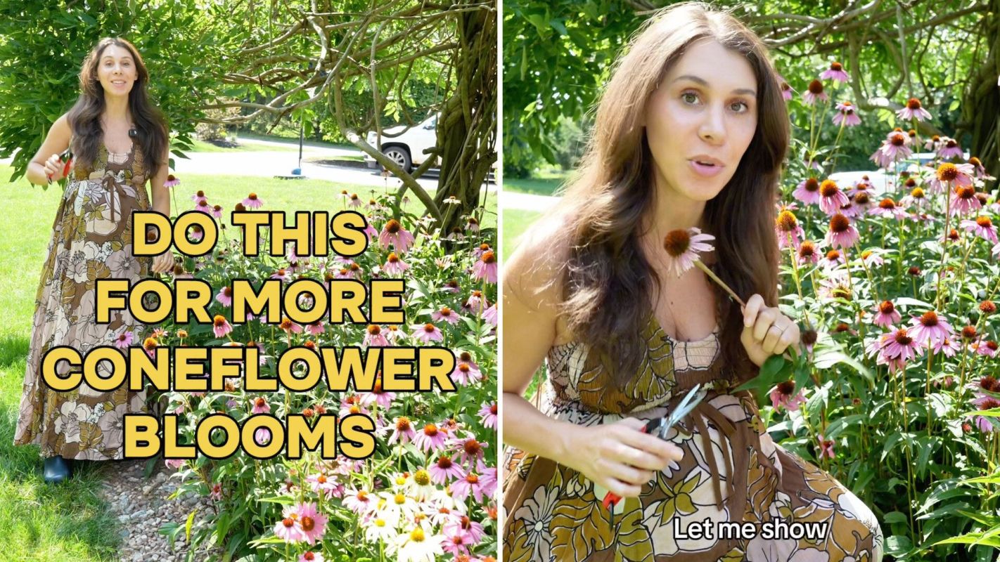 A woman holds pruning shears and a coneflower while standing in a garden filled with pink flowers.