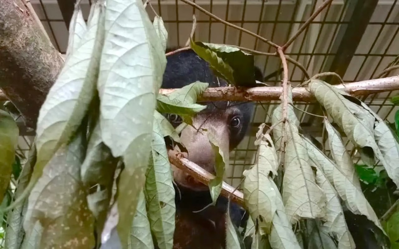 A bear peeks through green leaves in its enclosure.