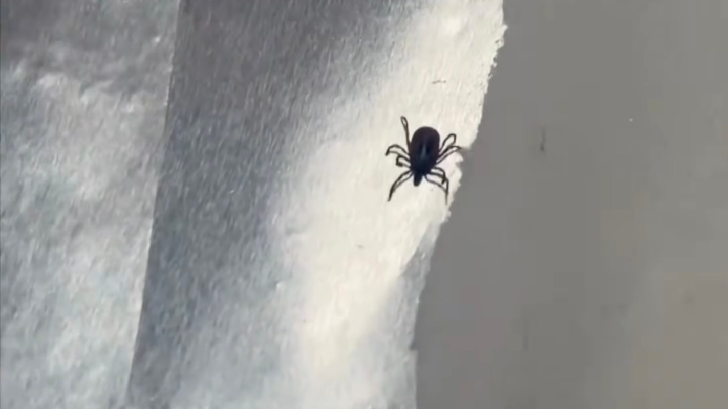 A tick.