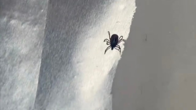 A tick.