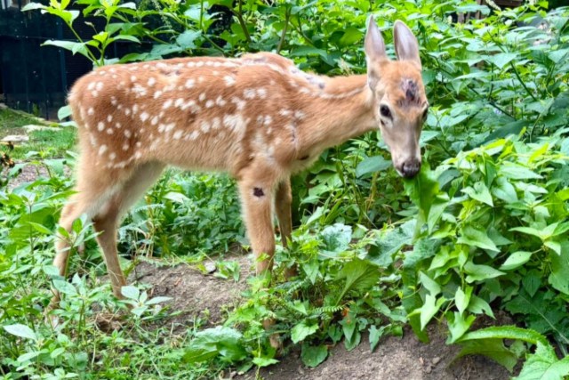 A deer.