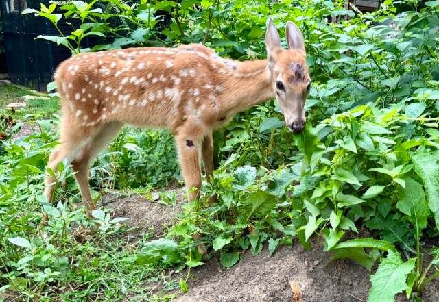 A small fawn with visible injuries.