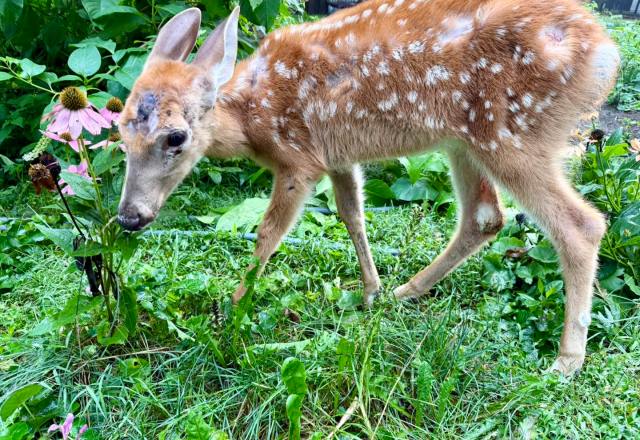 A small fawn with visible injuries.
