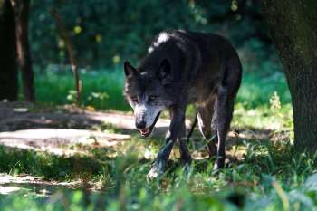 A wolf.
