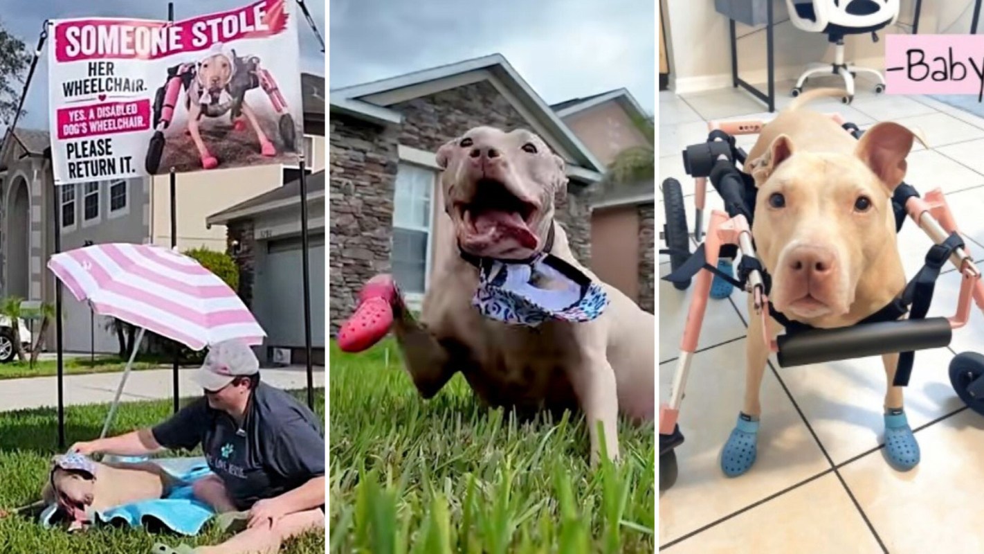 A sign on a lawn requesting the return of a stolen wheelchair for a disabled dog, middle image is of the dog without the wheelchair in the grass and the left image is of the dog in the wheelchair