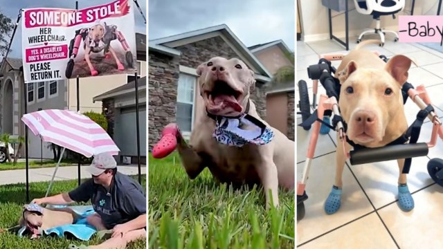 A dog using a mobility device.