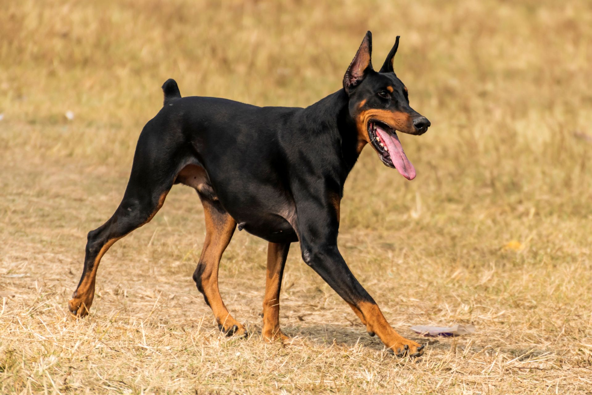 Shelter video of surrendered Doberman prompts man to drive 800 miles from New Jersey to Atlanta