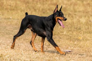 A Doberman pinscher.