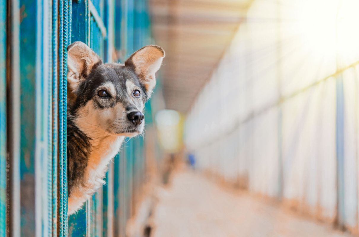 A rescue dog.