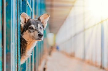 A rescue dog.