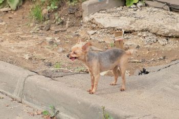 Dog near rubble.