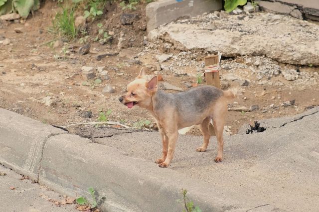 Dog near rubble.