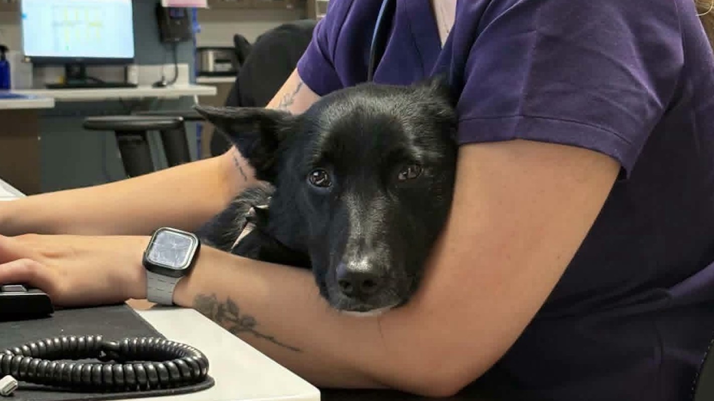 Mimi resting her head on a person's arm while they work.