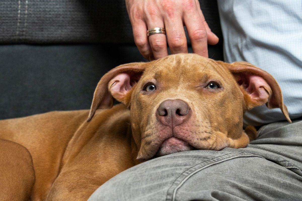 A dog and its owner.