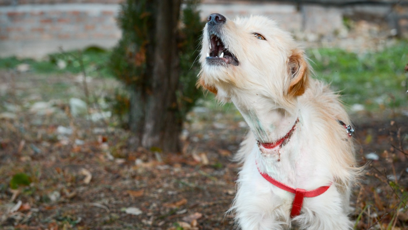 A dog barks in a natural outdoor setting with trees and scattered leaves.