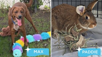 A dog with a colorful toy and a rabbit sitting beside hay.