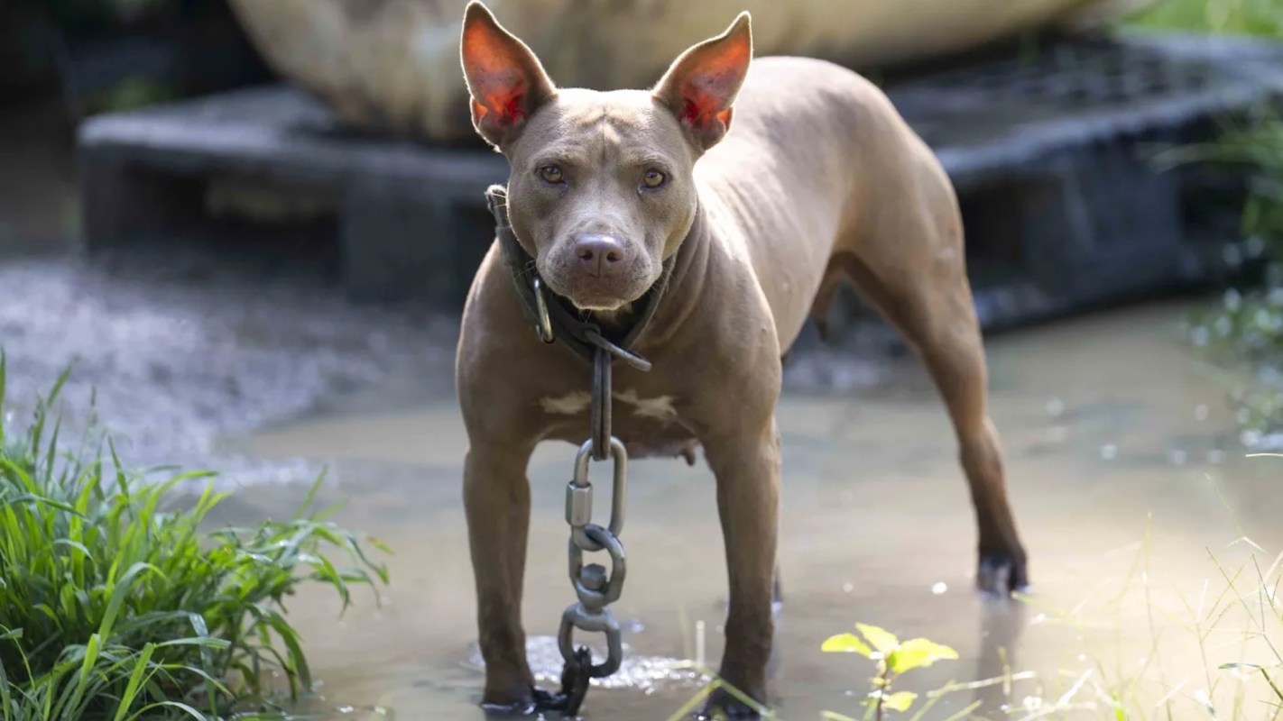 A dog stands in shallow water, attached to a chain with grass in the foreground.