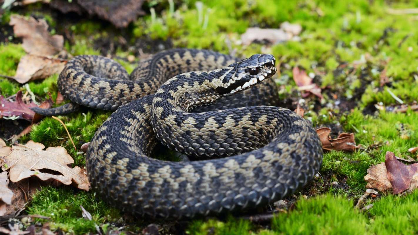 A snake with a patterned body resting on moss and fallen leaves.