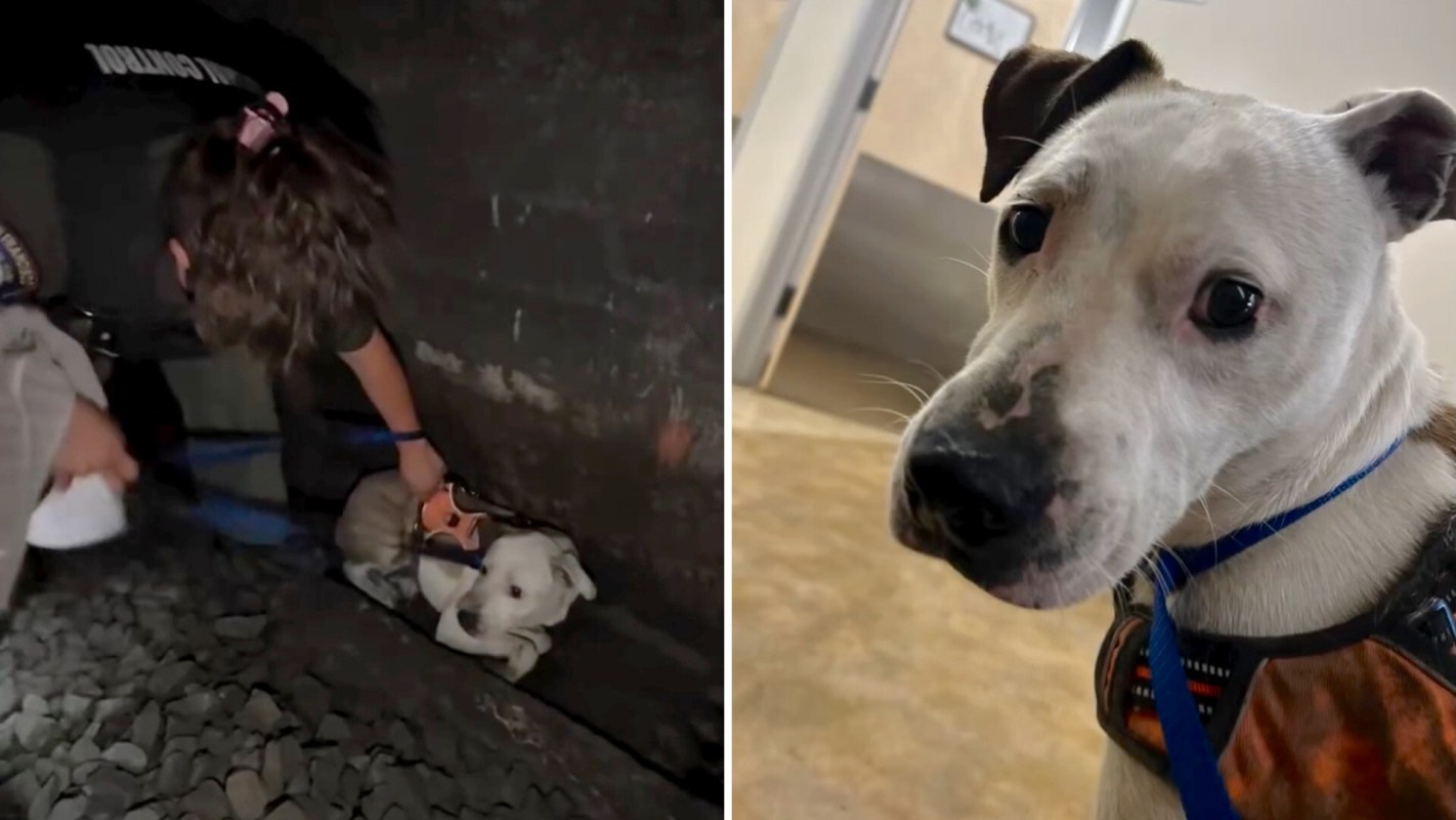 A person rescues a dog from a dark, narrow space, and the dog sits in a room wearing a harness.
