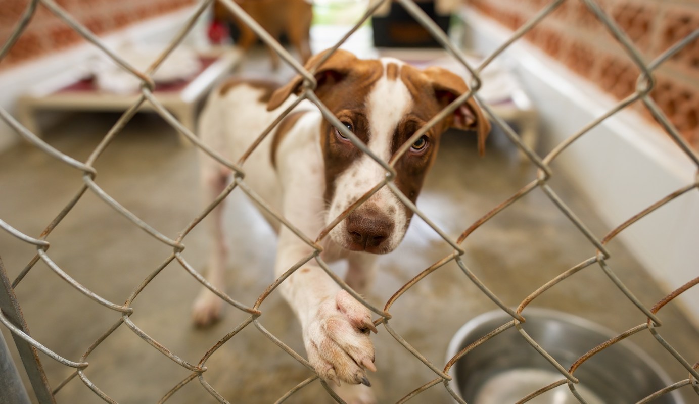 A dog reaching its paw through a chain-link fence.