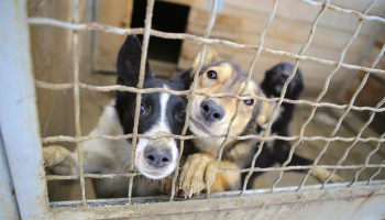 Two dogs in a cage at a shelter.