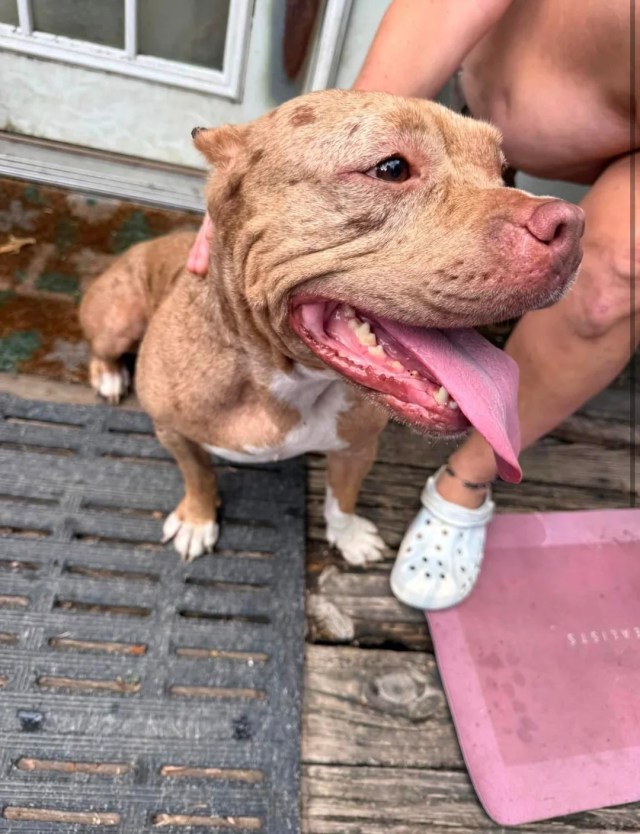 A brown pit-bull-type dog.
