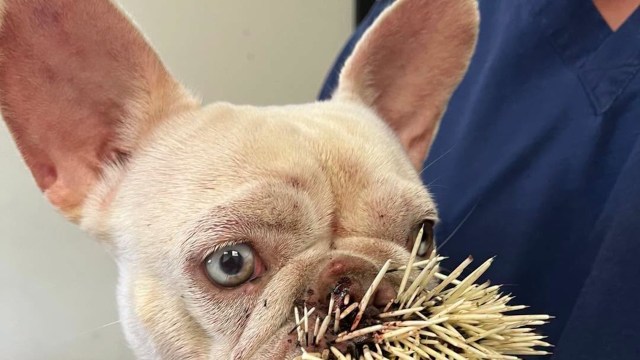 A dog covered in quills stands next to a person wearing blue scrubs.