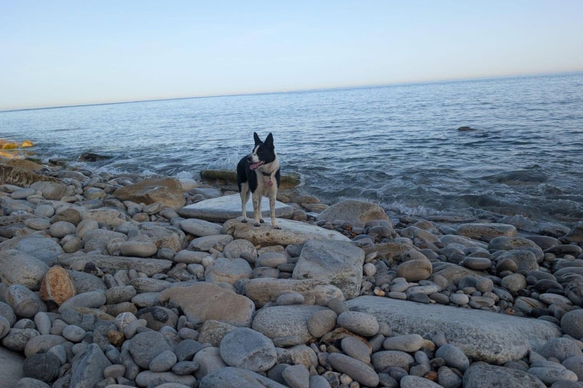 Tilly standing on rocks.