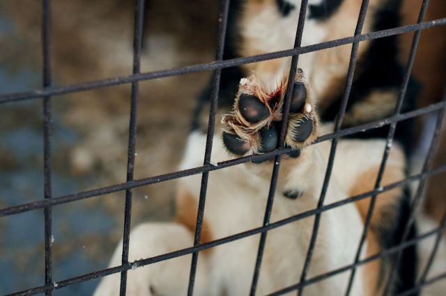 A dog's paw against a kennel cage.