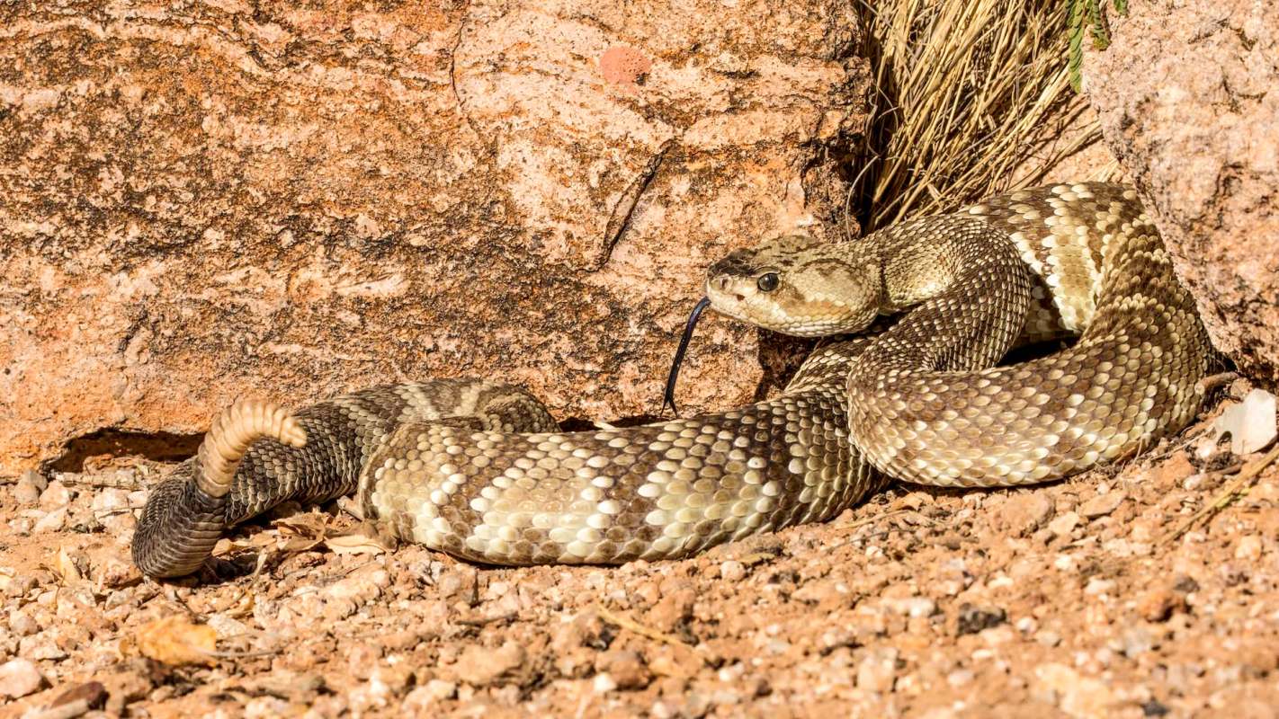 A snake lies on the ground near a rock, with its tongue partially extended.