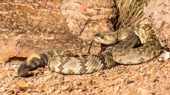 A snake lies on the ground near a rock, with its tongue partially extended.