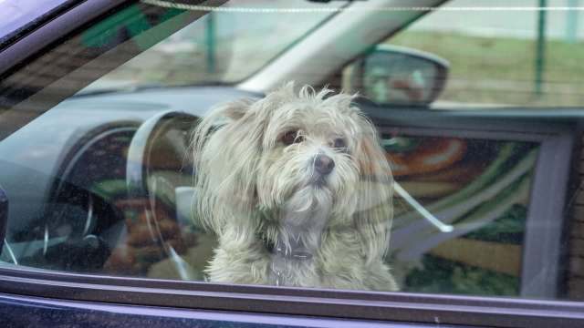 A dog sitting inside a car, looking out through the window.