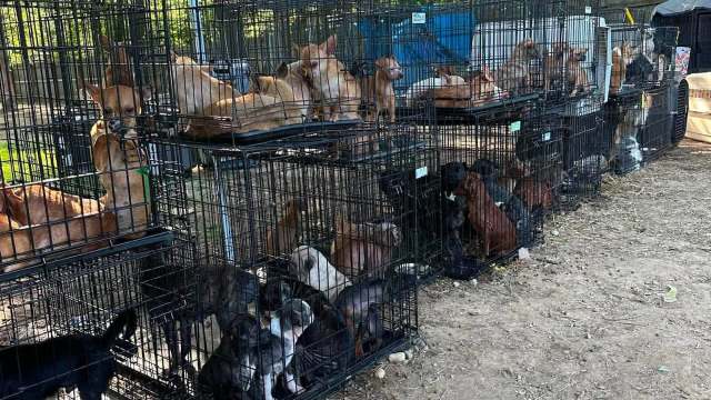 Multiple dogs of various breeds are housed in a series of stacked metal cages outdoors.