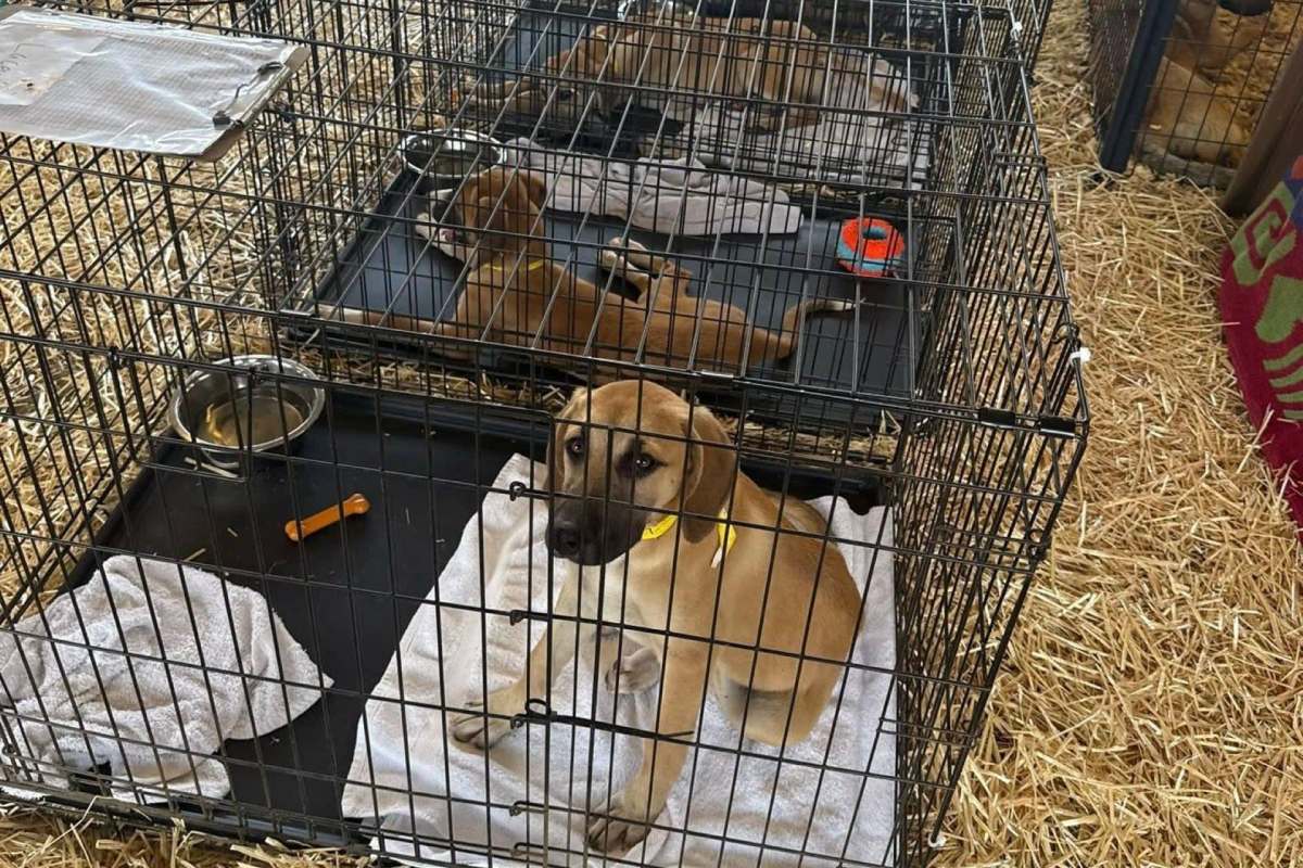 Rescue dogs in cages.