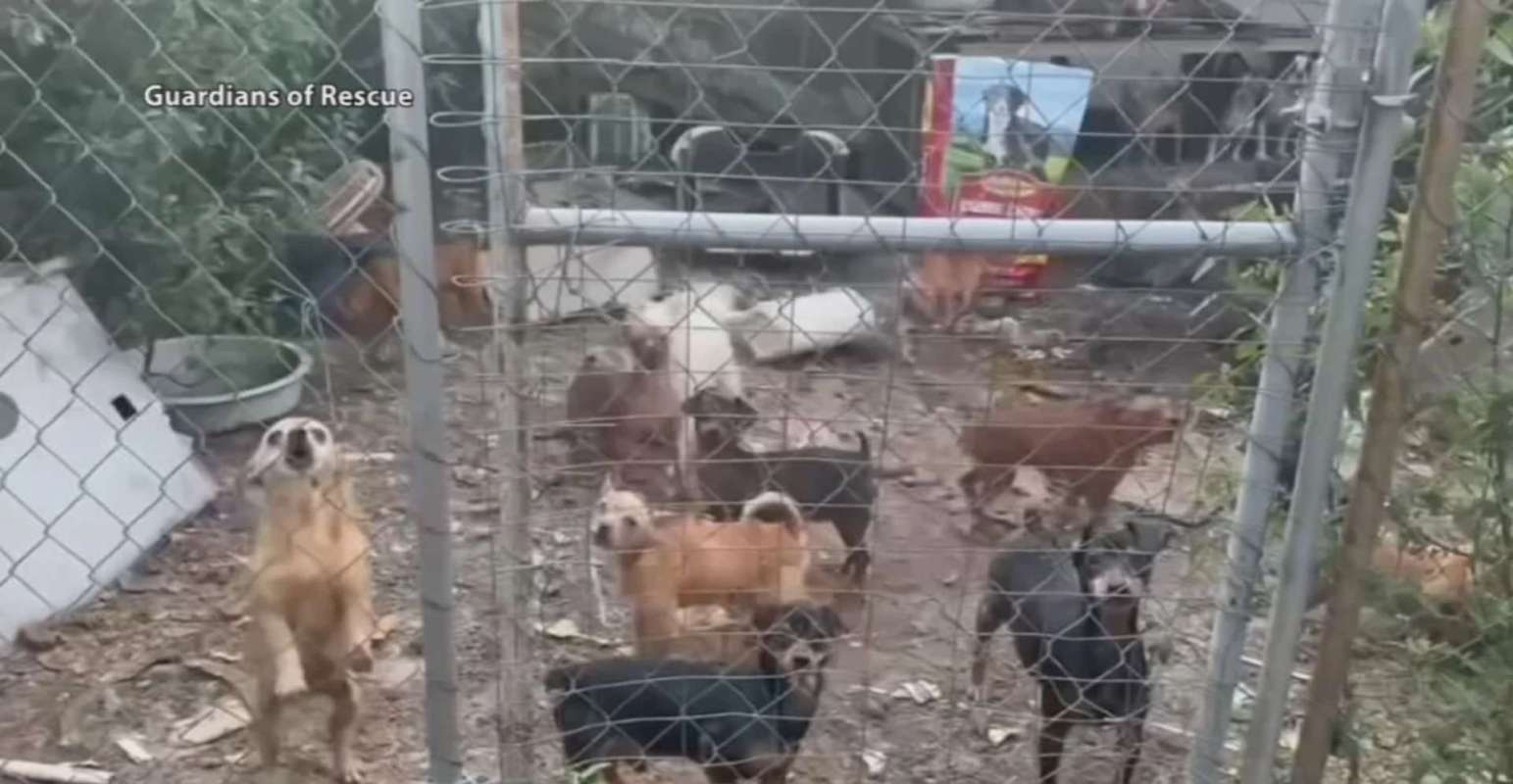 A group of dogs in a fenced area with debris and stray items in the background.
