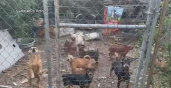 A group of dogs in a fenced area with debris and stray items in the background.