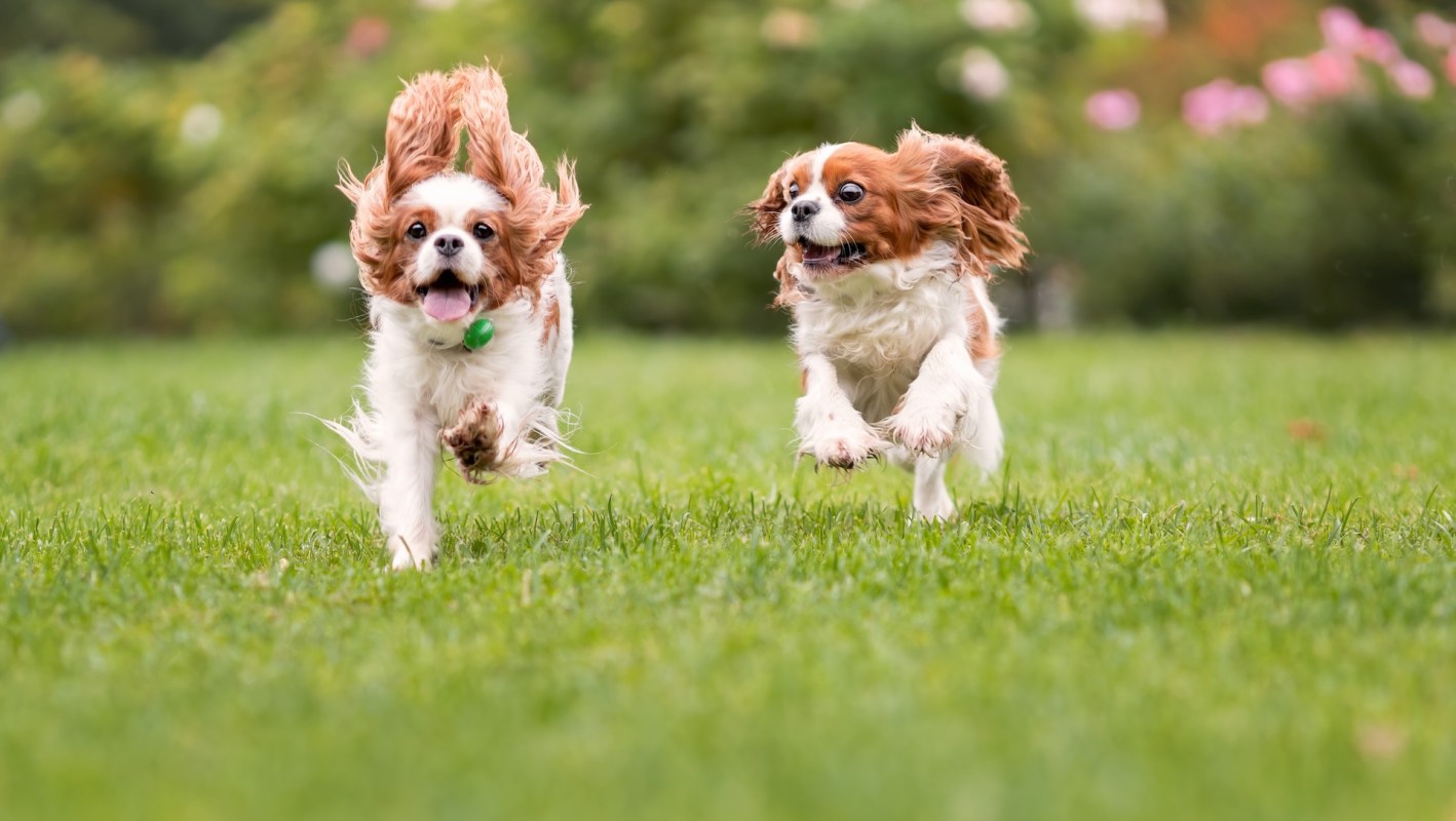 Two dogs running across a grassy field.