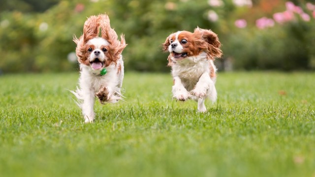 Two dogs running across a grassy field.