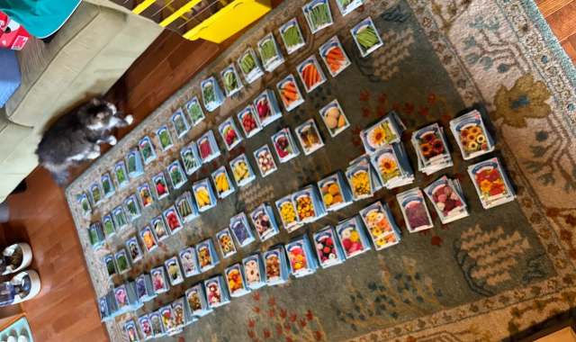 Several packets of seeds organized in rows on a patterned rug, with a cat lying nearby.