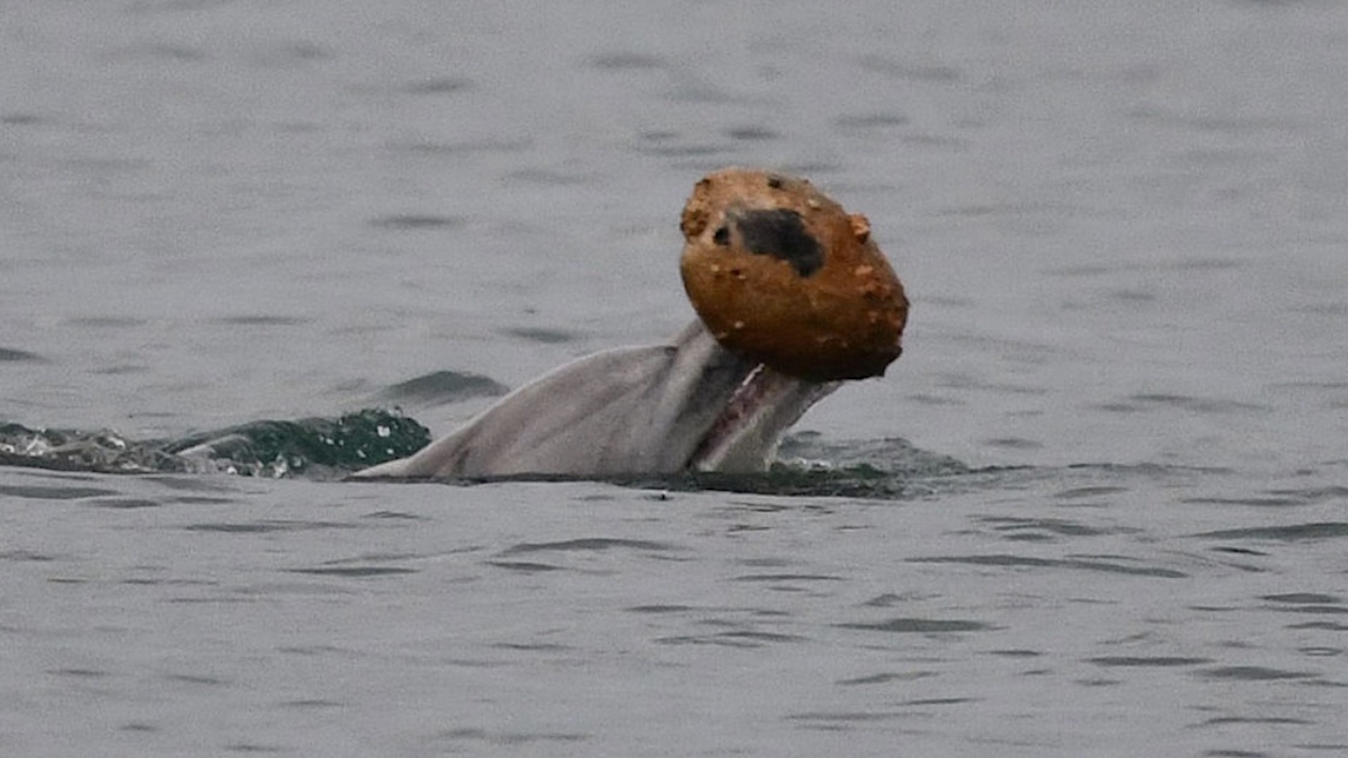 Rare video shows dolphins turning discarded shells into fish traps off Australia