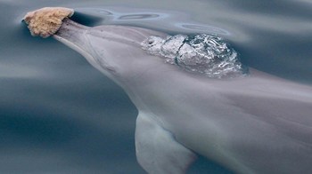 A dolphin holds a piece of sponge in its mouth while swimming in the water.