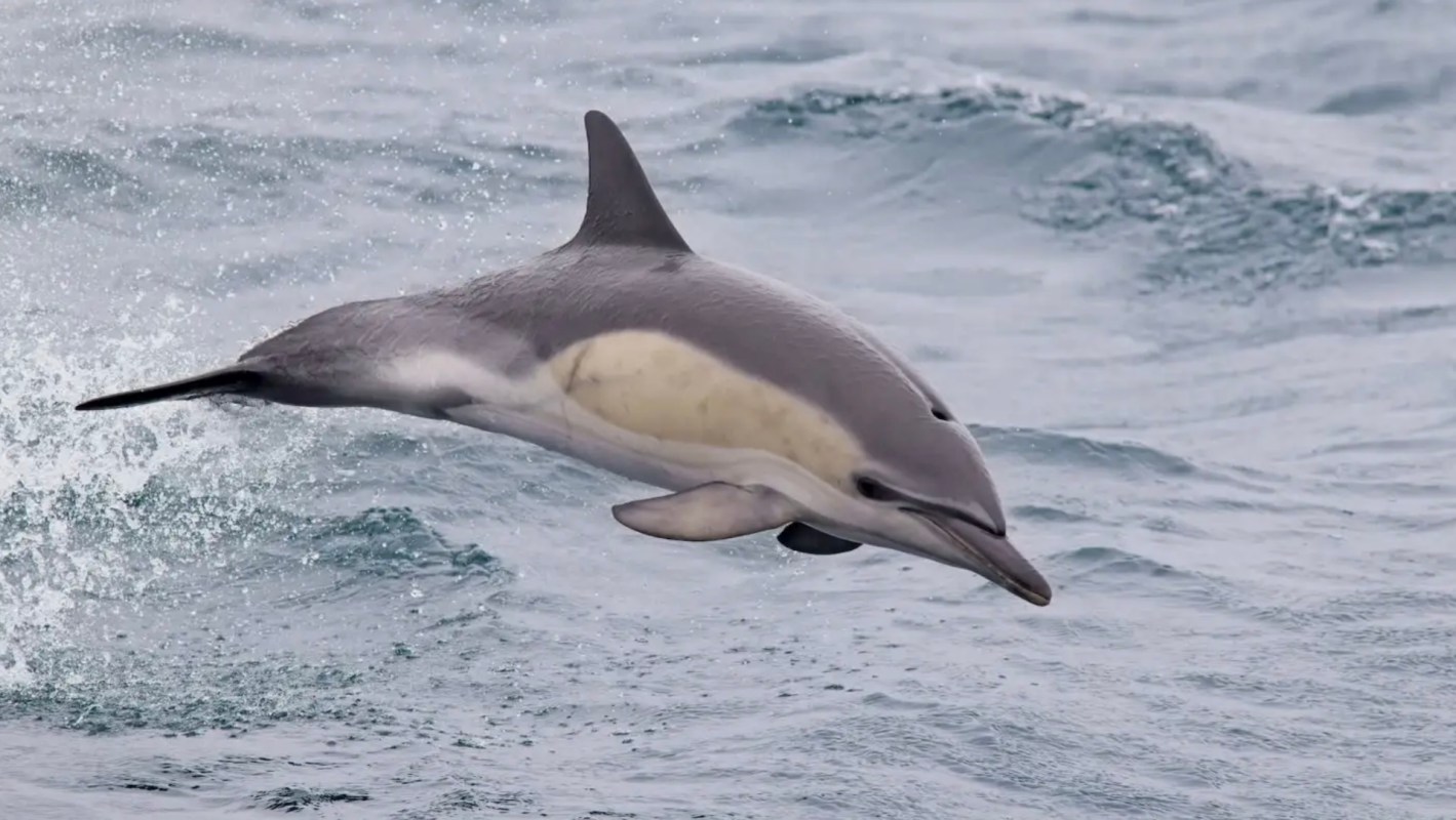 A short-beaked common dolphin jumping out of water.