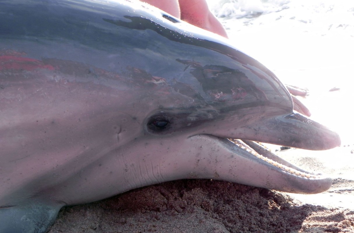 A stranded dolphin.