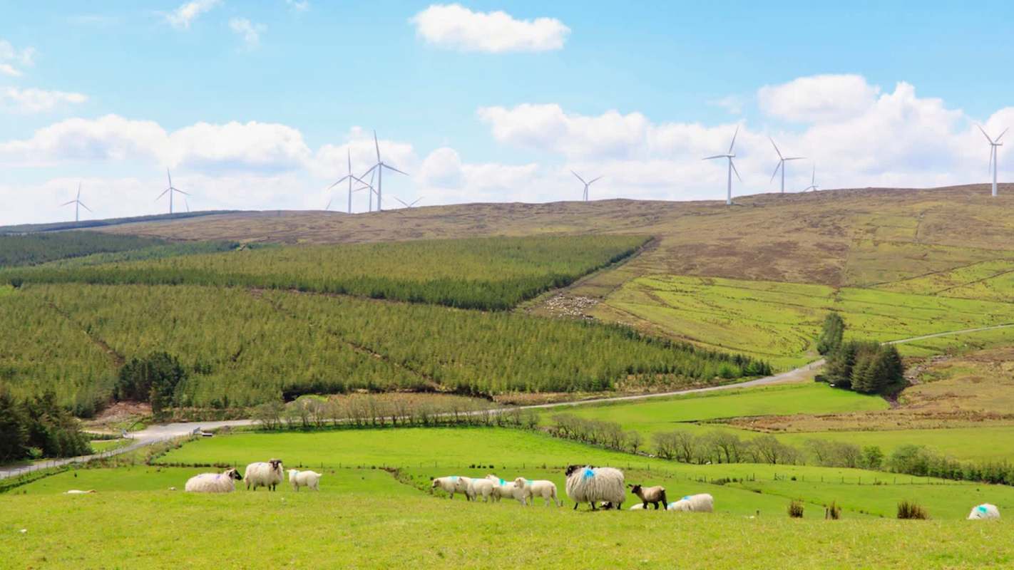 A landscape featuring sheep grazing in a green field with trees and wind turbines in the background.