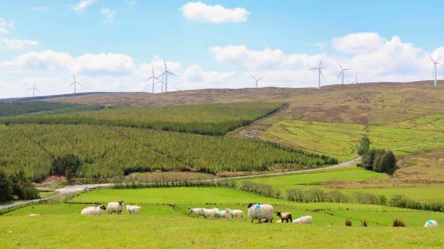 A landscape featuring sheep grazing in a green field with trees and wind turbines in the background.