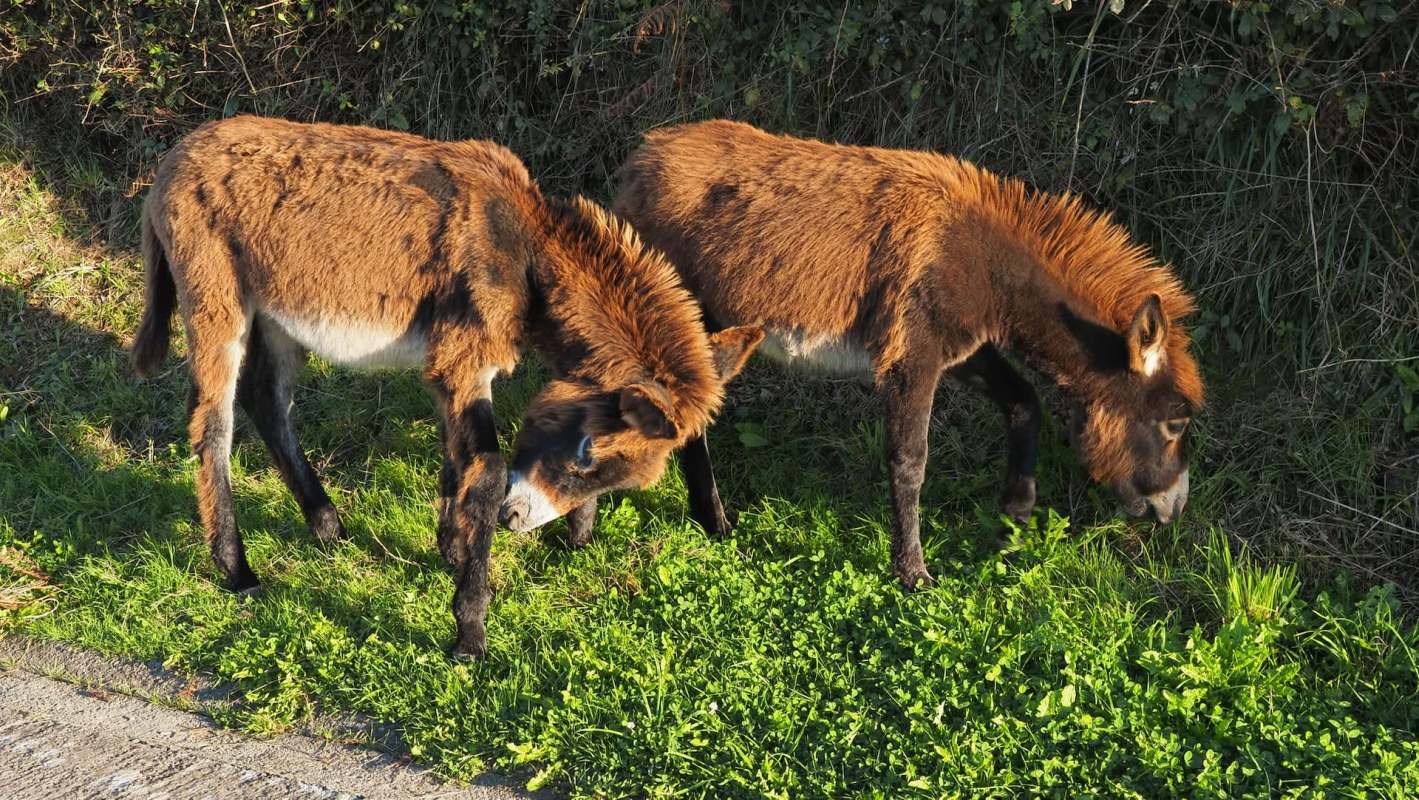Two donkeys grazing on grassy ground near a hedge.