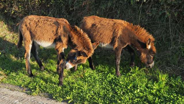 Two donkeys grazing on grassy ground near a hedge.