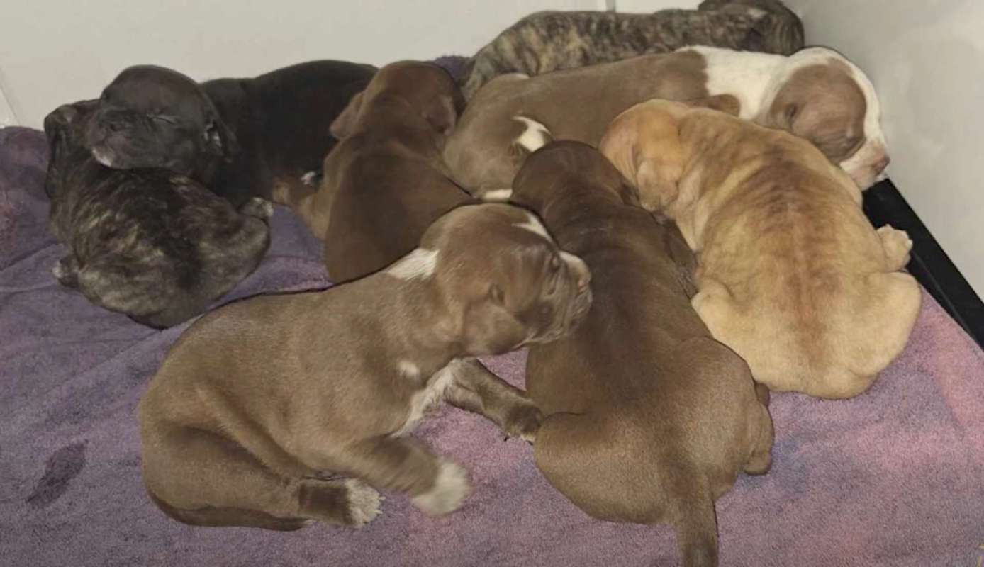Puppies huddled together on a purple blanket.