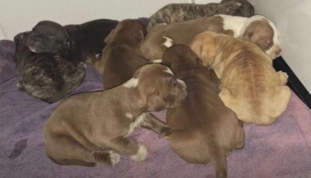 Puppies huddled together on a purple blanket.